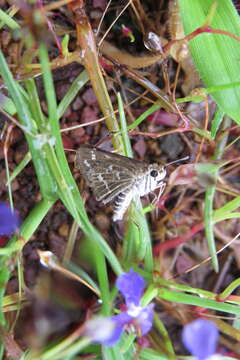 Image of Grey-veined Grass Dart