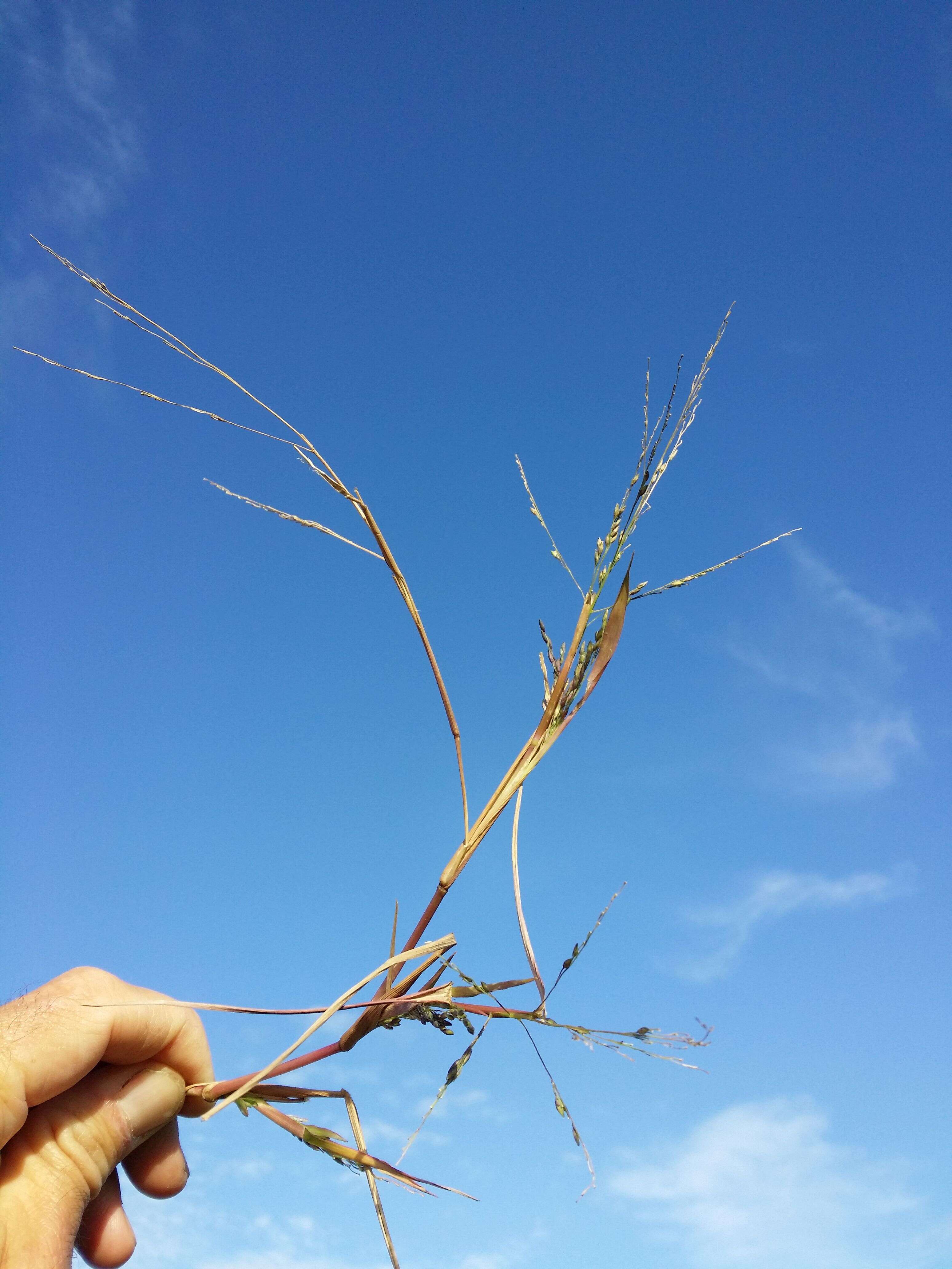 Imagem de Panicum dichotomiflorum Michx.