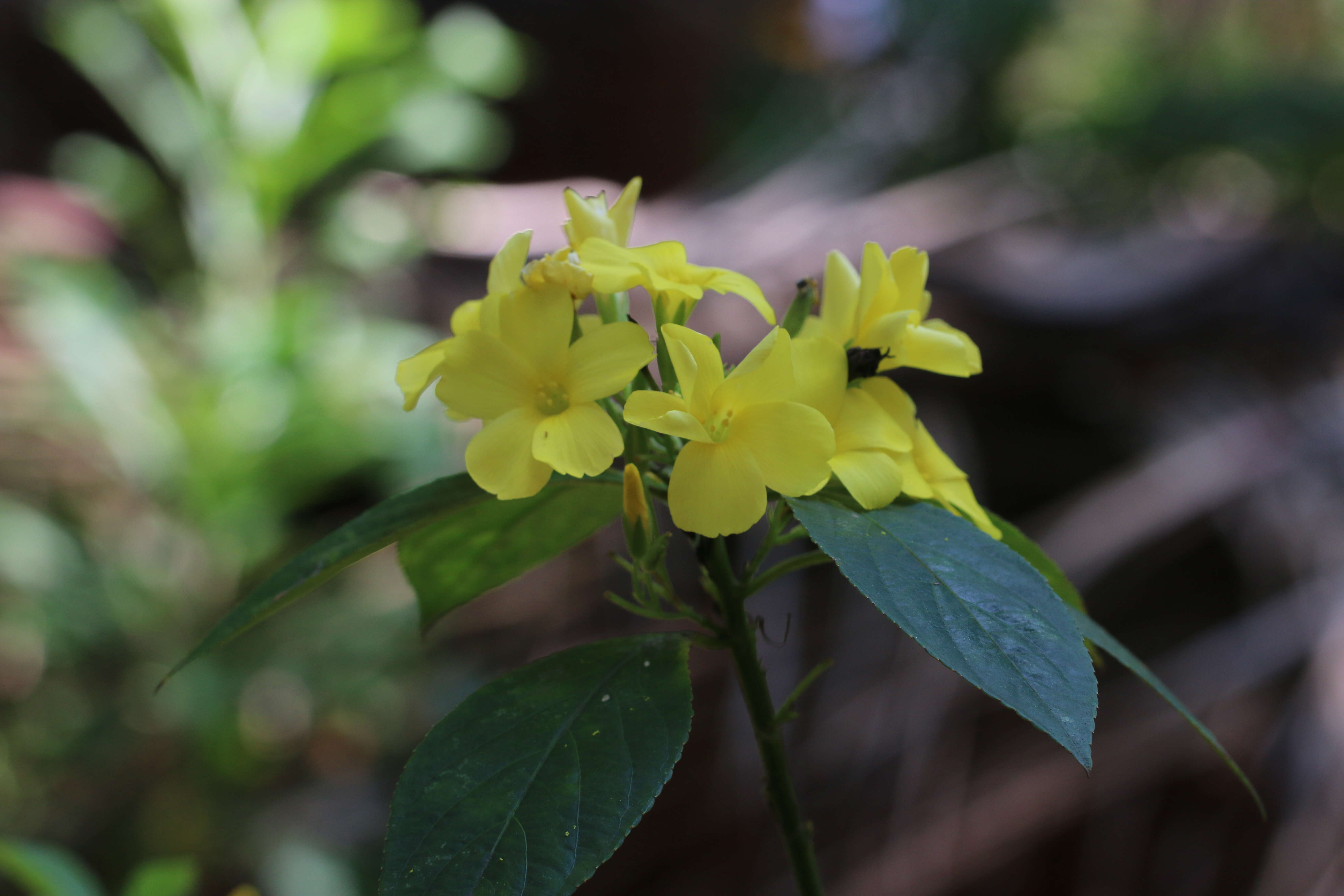 Sivun Turnera ulmifolia L. kuva