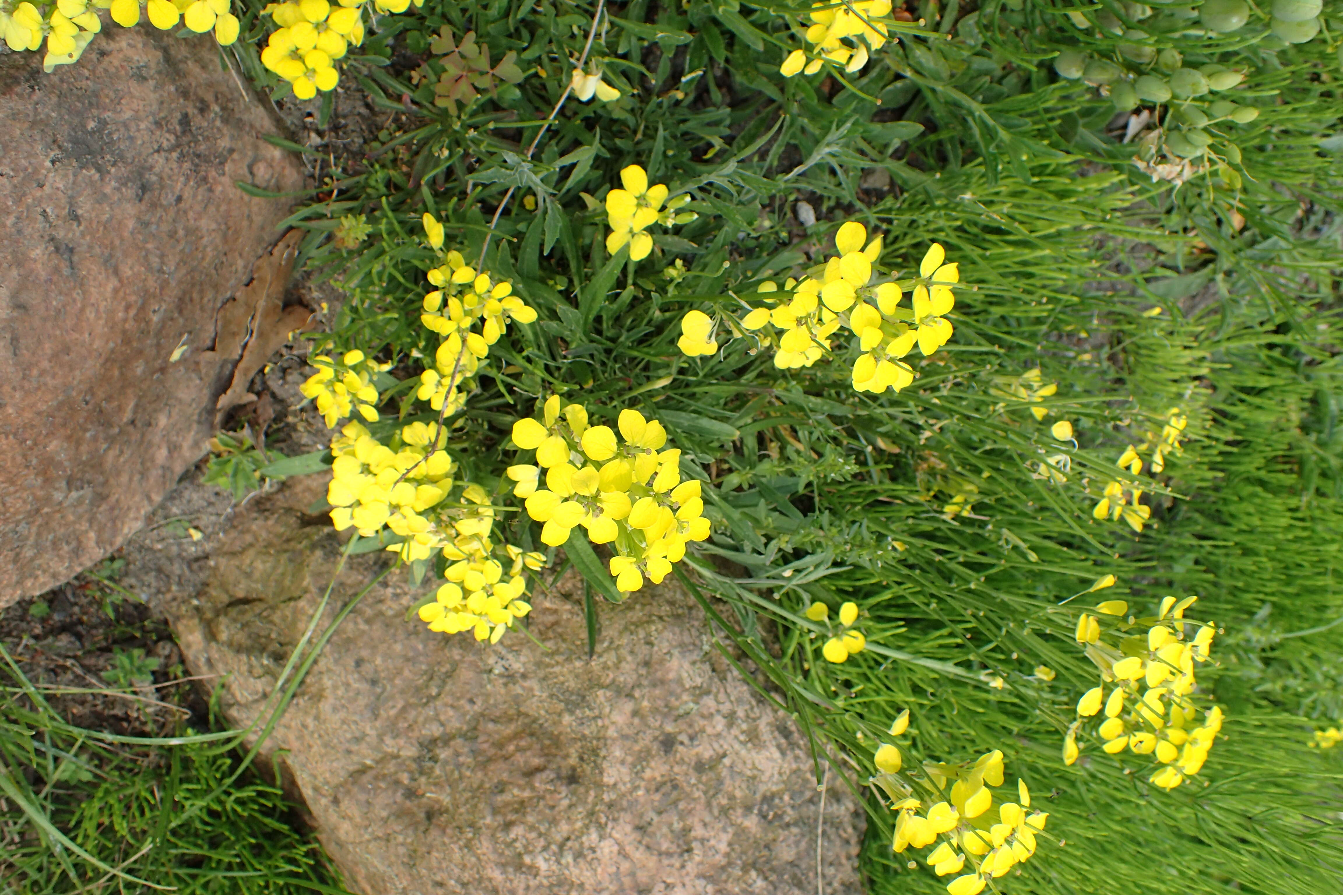 Image de Erysimum jugicola