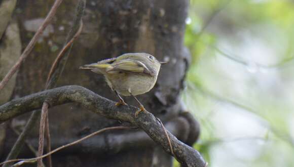 Image of goldcrests and kinglets