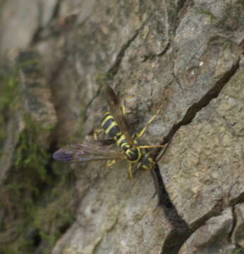 صورة Poecilopompilus interruptus