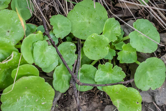 Image of Umbilicus rupestris (Salisb.) Dandy