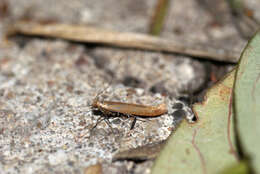 Image of Caloptilia rufipennella (Hübner 1796)