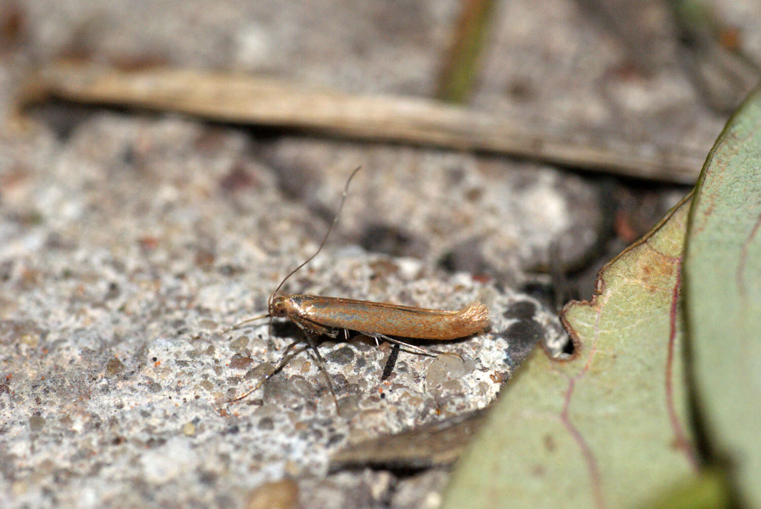 Sivun Caloptilia rufipennella (Hübner 1796) kuva