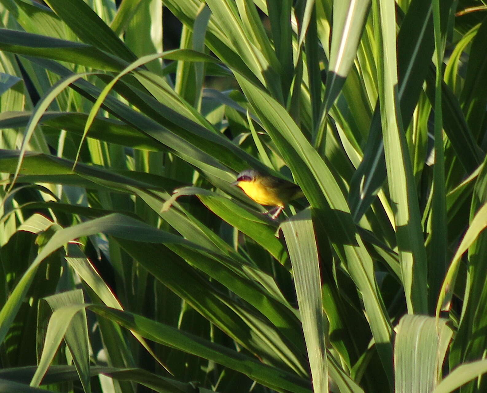 Image of Masked Yellowthroat