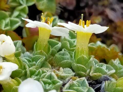 Imagem de Myosotis glabrescens L. B. Moore