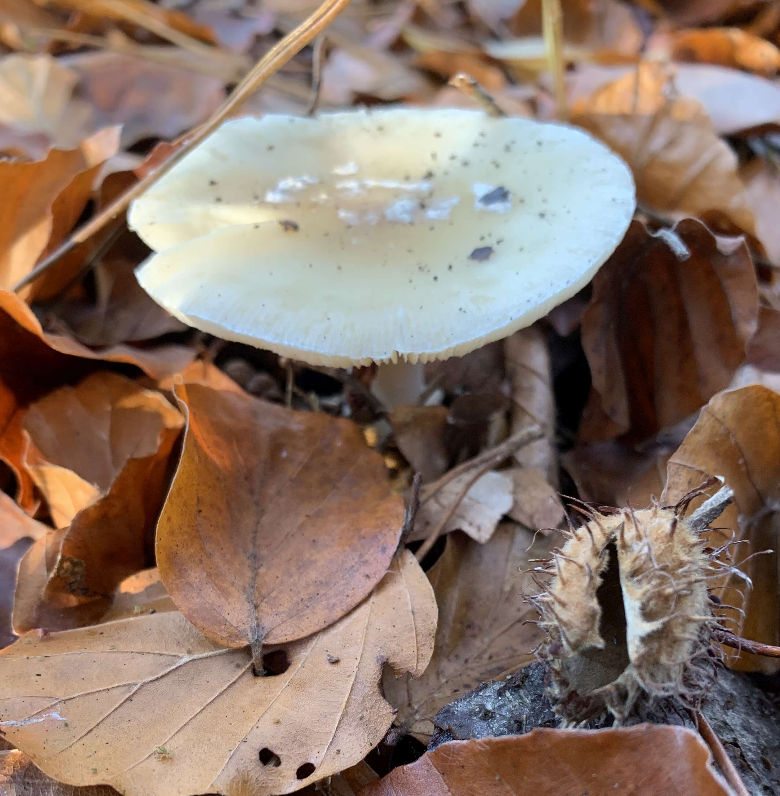 Image of gemmed Amanita