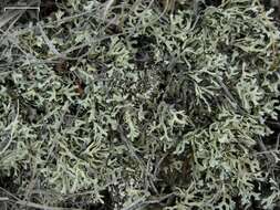 Image of Wyoming xanthoparmelia lichen