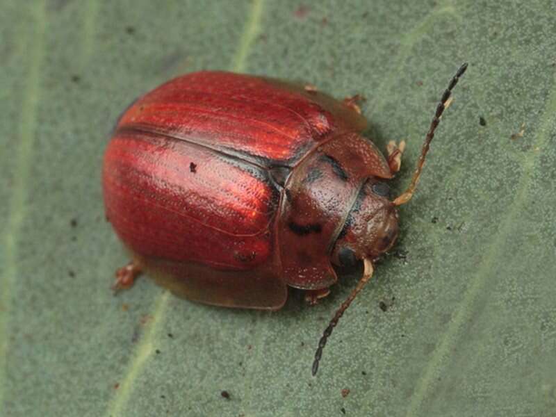 Image of Paropsisterna bimaculata