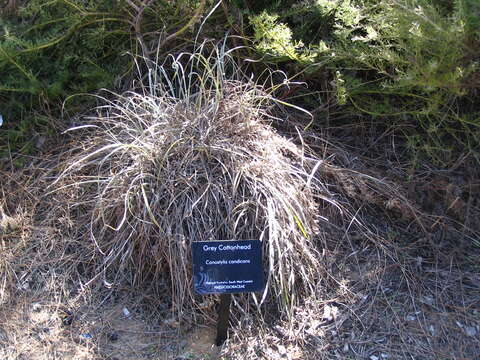 Image of Conostylis candicans Endl.