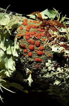 Image of dotted lichen