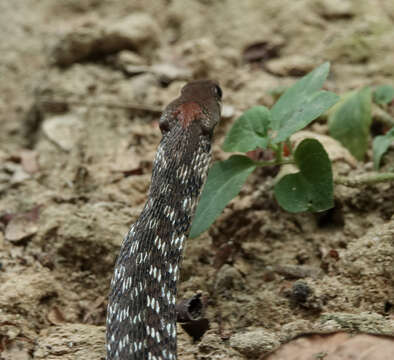 Image of Orange-collared Keelback