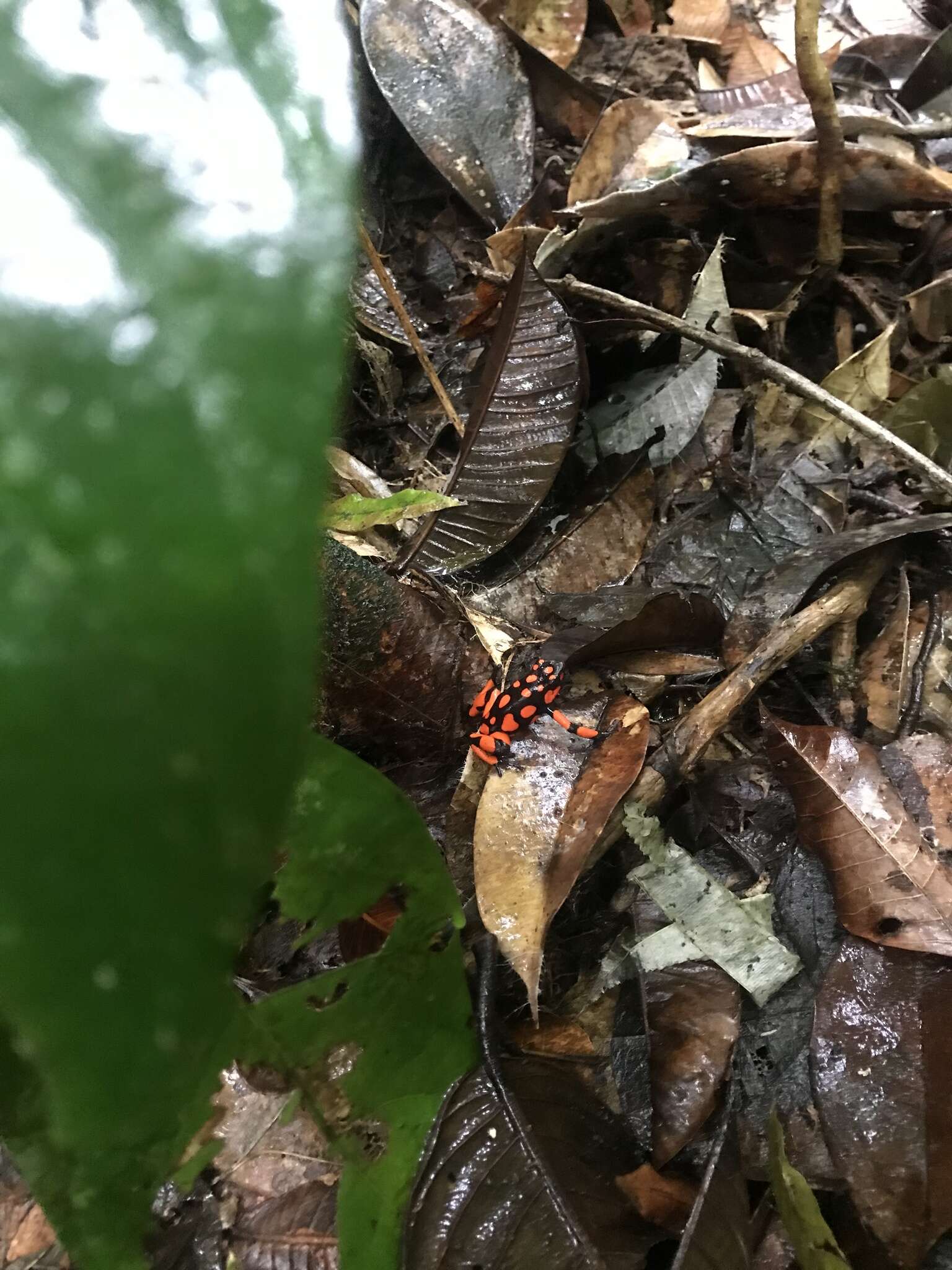 Image of Oophaga solanensis Posso-Terranova & Andrés 2018