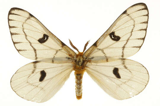 Image of Hera Buckmoth