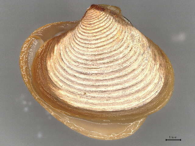 Image of Crassatelloidea Férussac 1822