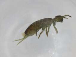 Image of Isotominae