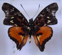 Image of Euptera