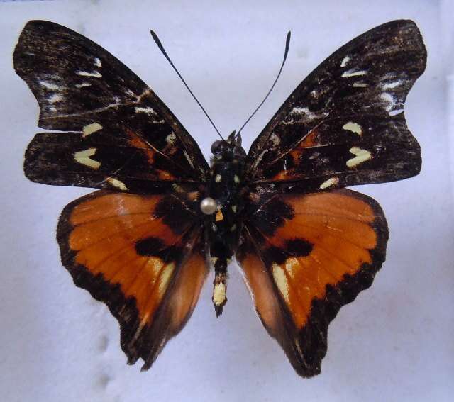 Image of Euptera