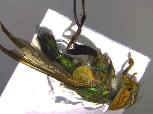 Image of Megaphthalmoides