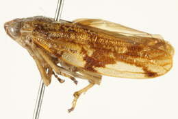 Image of Aphrophorini