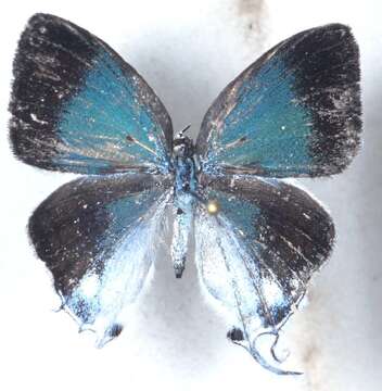 Image of Hypolycaena