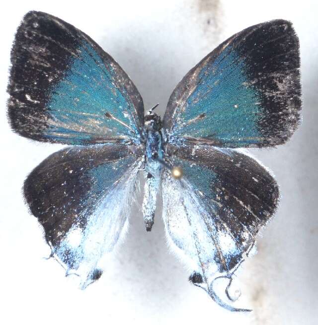 Слика од Hypolycaena