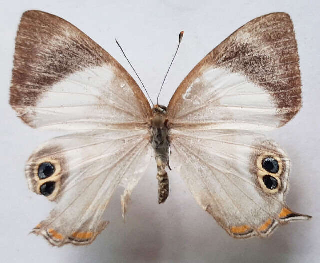 Image of Nemeobiinae