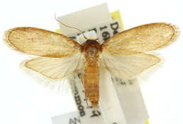 Image of Lesser Wax Moth