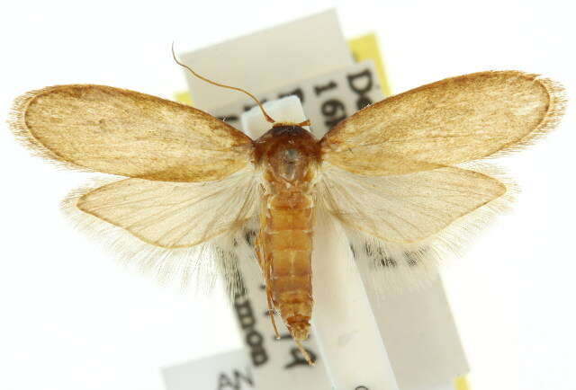 Image of Lesser Wax Moth