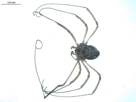 Image of Phalangiinae