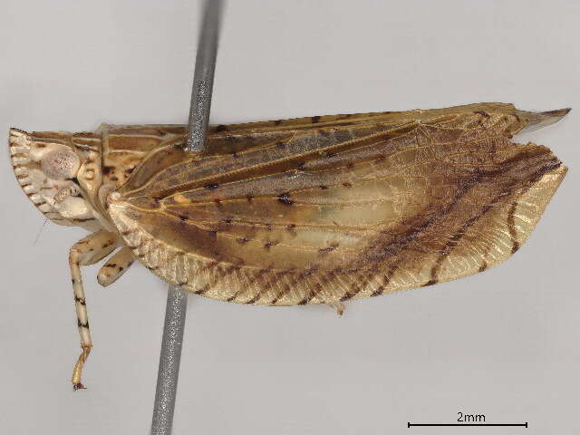 Image of Lophopidae