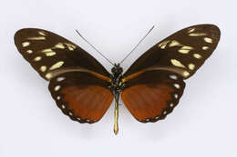 Image of Heliconius