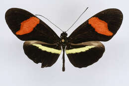 Image of Heliconius