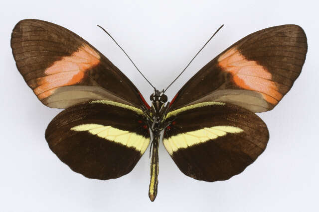 Image of Heliconius