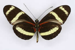 Image of Heliconius