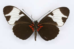 Image of Heliconius