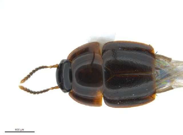 Image of Coproporus