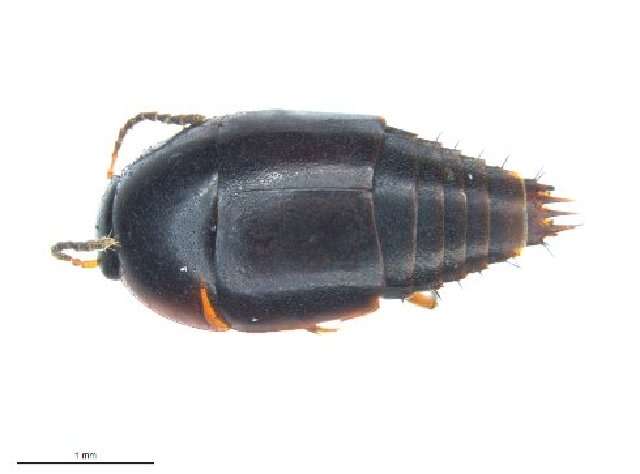 Image of Coproporus