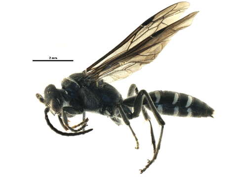 Image of thynnid wasps