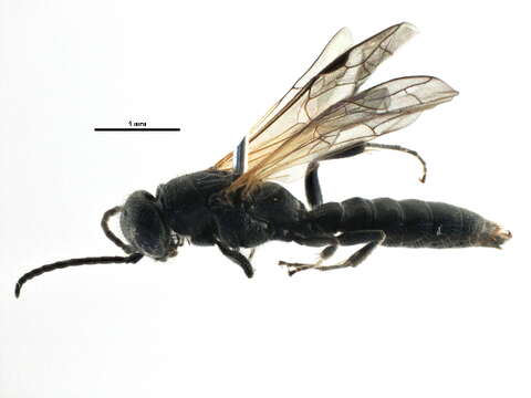 Image of thynnid wasps