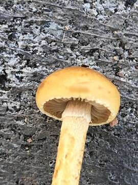 Image of Agrocybe