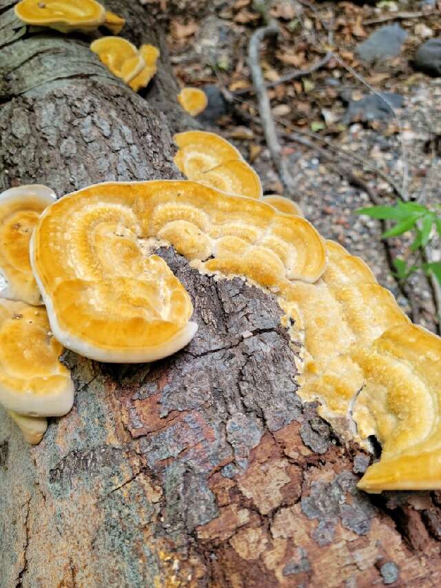 Image of Trametes