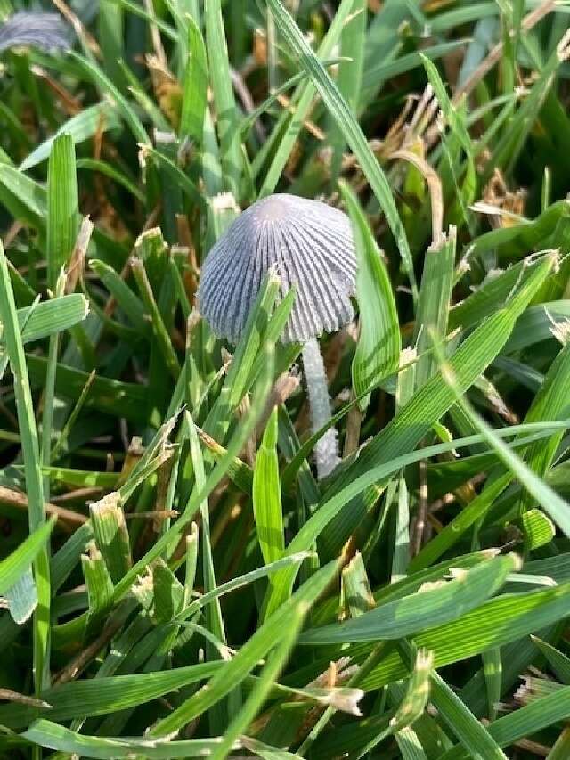 Image de Coprinopsis