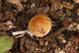 Image of Agrocybe