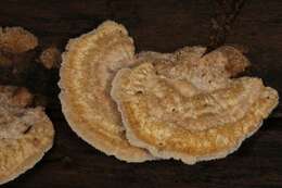 Image of Trametes