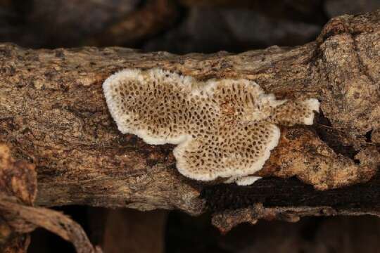 Image of Trametes