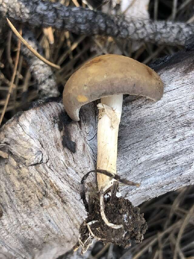 Image of Agrocybe