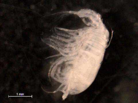 Image de Pleuromamma Giesbrecht ex Giesbrecht & Schmeil 1898