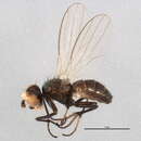 Image of Pelomyiella